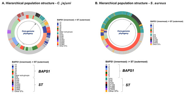 Relationship between the core-genome phylogeny and population structure of C. jejuni and S. aureus.