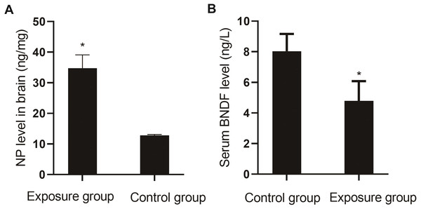 Comparison of NP levels in the brain and serum BDNF levels between the NP-exposed and control groups (n = 10, 
                              
                              $\bar {x}\pm s$
                              
                                 
                                    
                                       x
                                    
                                    
                                        ̄
                                    
                                 
                                 ±
                                 s
                              
                           ).