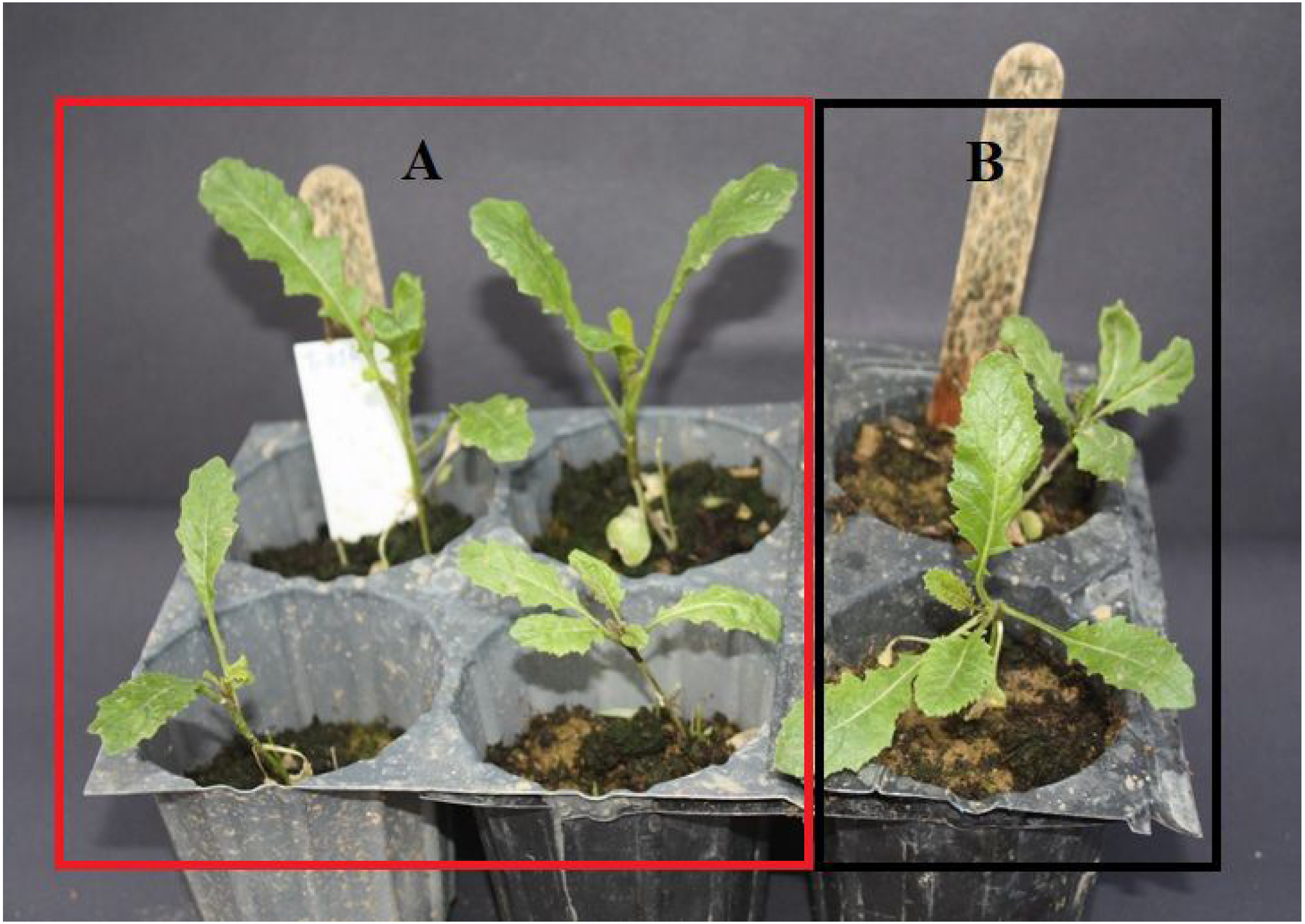 trp 574 leu mutation in wild mustard sinapis arvensis l as a result of als inhibiting herbicide applications peerj