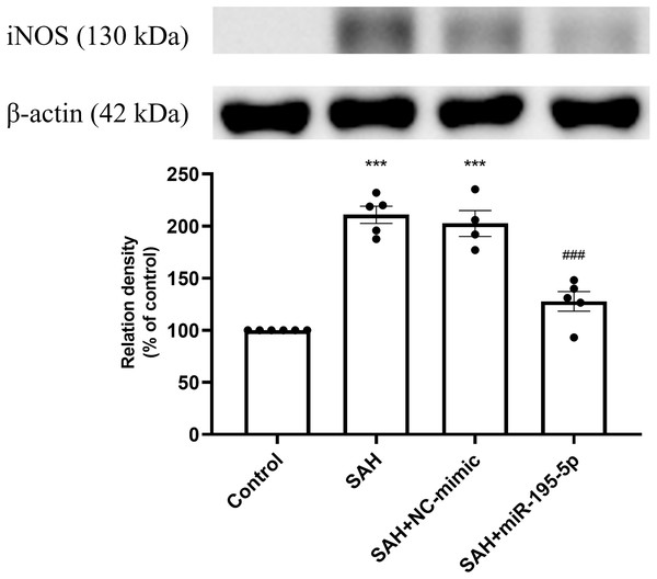 Western blotting for basilar artery iNOS and β-Actin.