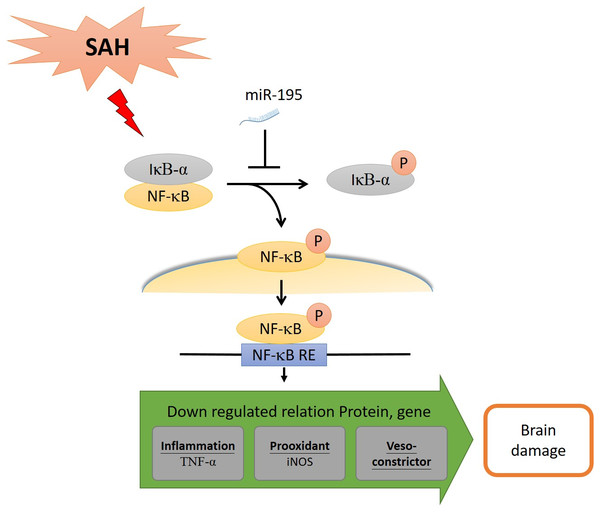 MiR-195-5p has ameliorated cell death and vasospasm following SAH via the NF-κB signaling pathway.