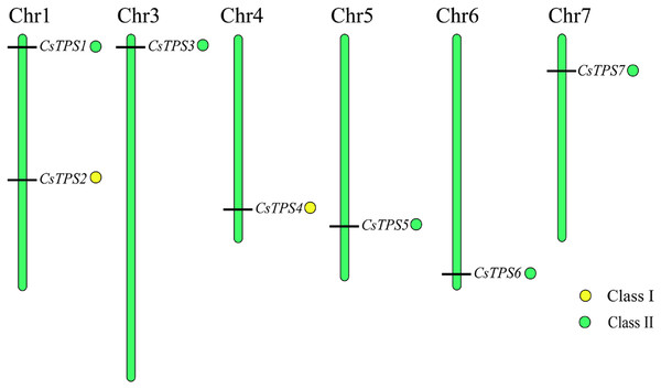 TPS gene locations in cucumber chromosomes.