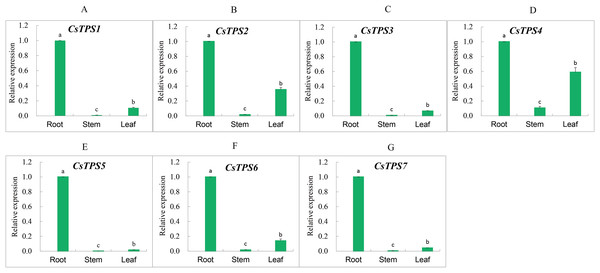 Expression levels of CsTPS genes in root, stem and leaf.