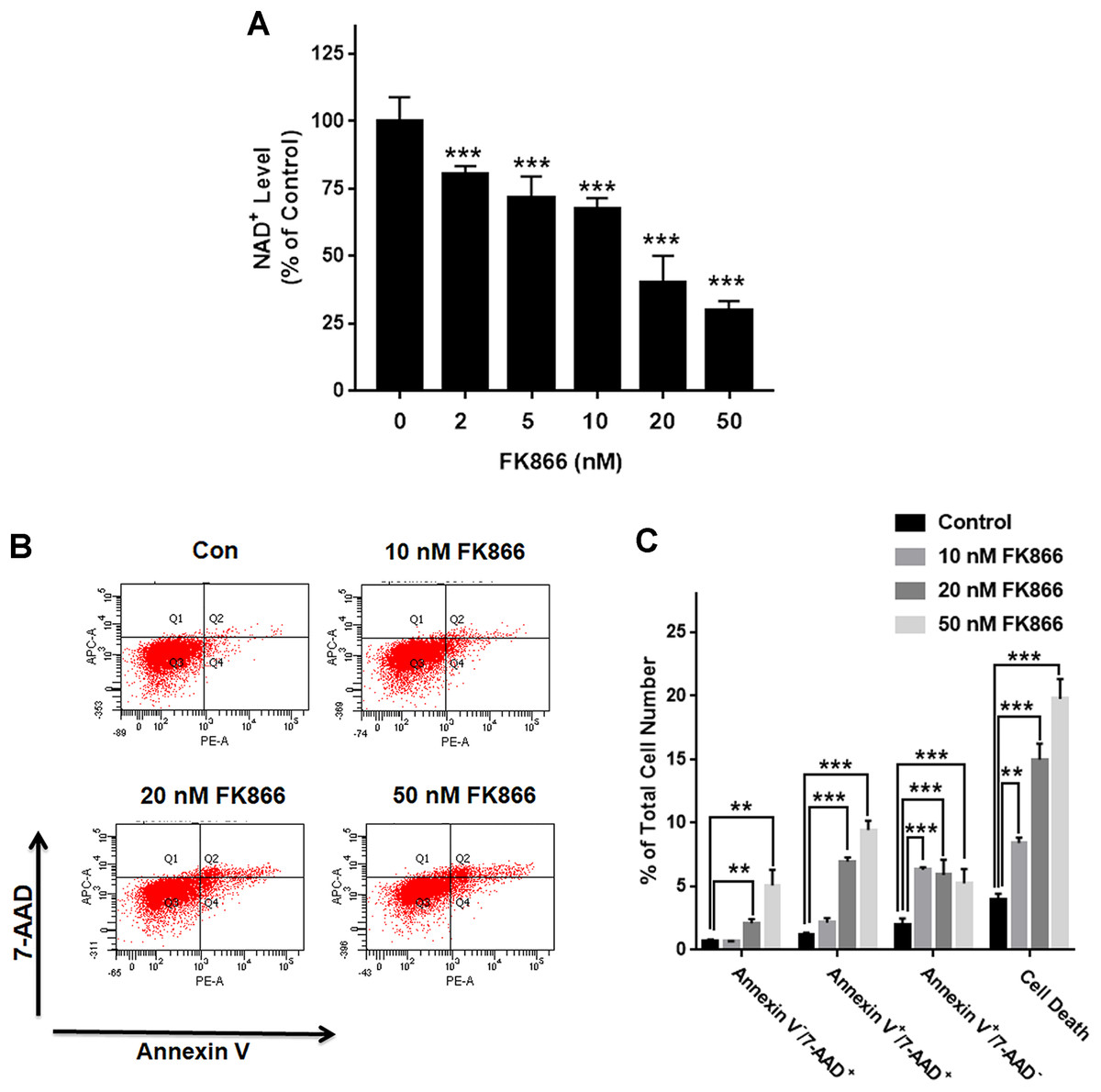 Oxidative stress induces cell death partially by decreasing both mRNA ...