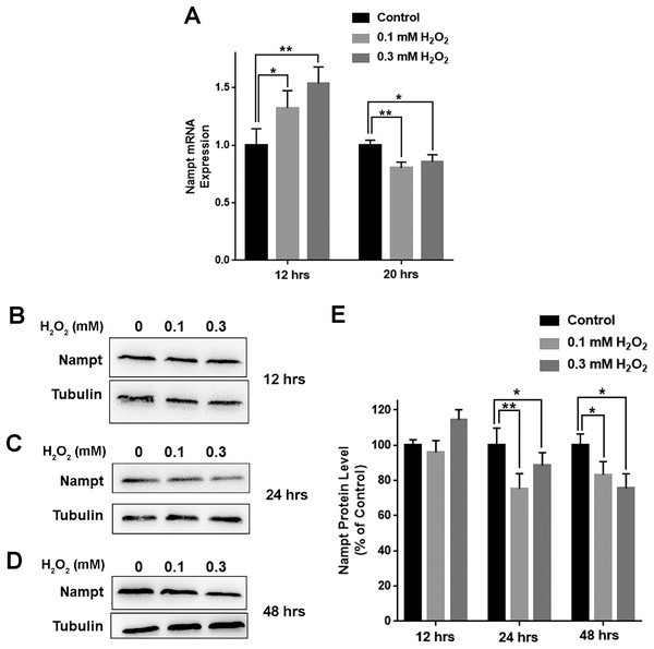 H2O2 produced significant decreases in both Nampt mRNA levels and Nampt protein levels of PC12 cells.
