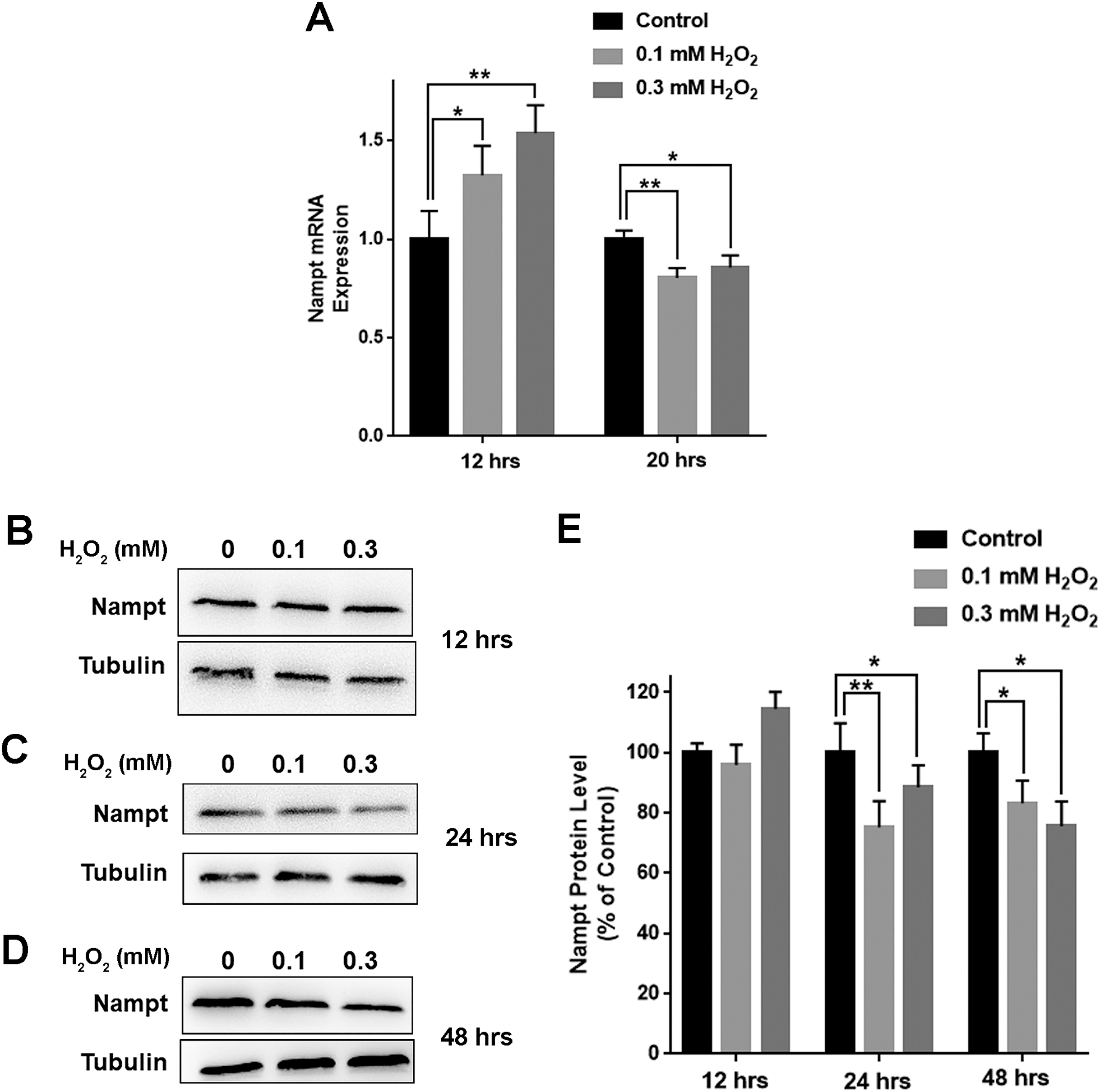 Oxidative stress induces cell death partially by decreasing both mRNA ...