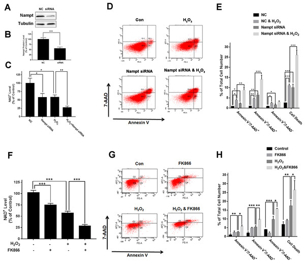 Nampt siRNA and FK866 significantly exacerbated H2O2-produced decreases in the intracellular NAD+ levels and cell survival of differentiated PC12 cells.