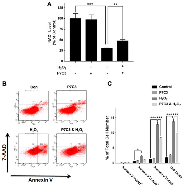 Nampt activator P7C3 significantly attenuated H2O2-produced decreases in the intracellular NAD+ levels and cell survival of differentiated PC12 cells.