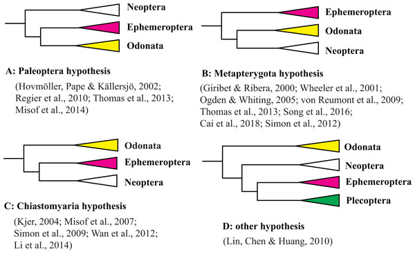 Three hypothesis of the relationships among Ephemeroptera, Odonata and Neoptera.