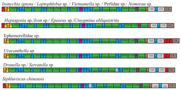 Fourteen complete mitochondrial genome maps of the Ephemeroptera species used in this study.