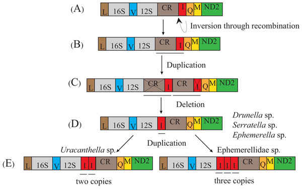 Proposed mechanism of gene rearrangements of the trnI gene in Ephemerellidae under a model of tandem duplication of gene regions and recombination.