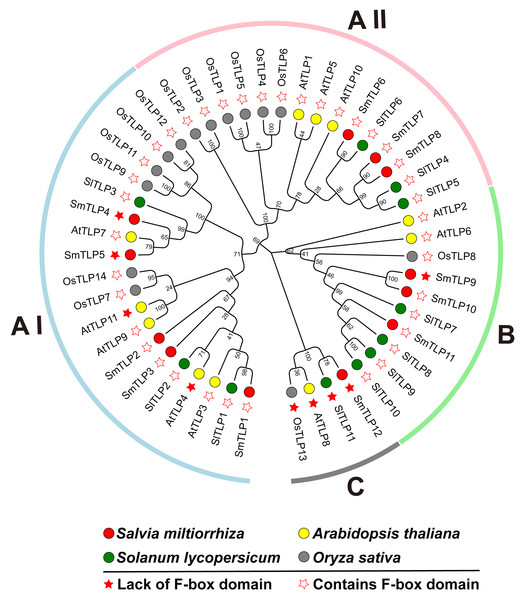 The phylogenetic tree of TLP proteins in four plants, including A. thaliana, O. sativa, S. lycopersicum, and S. miltiorrhiza.