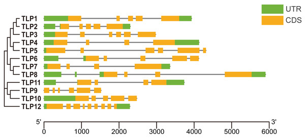 The gene structure of TLP genes in S. miltiorrhiza.