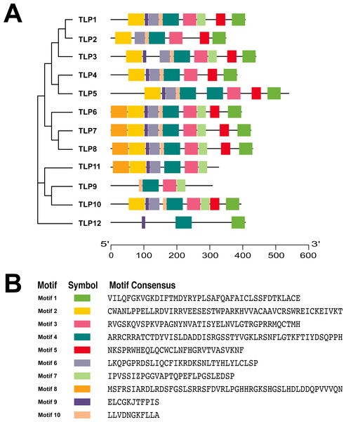 The conserved motifs of TLP proteins in S. miltiorrhiza.