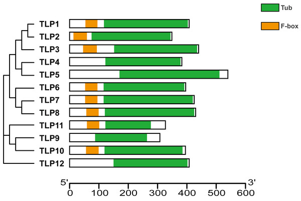 The conserved domains of TLP proteins in S. miltiorrhiza.