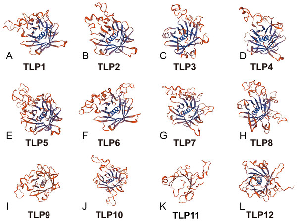 The 3D-model of the Tub domain of TLP proteins in S. miltiorrhiza.