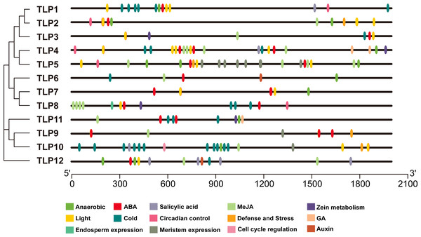 The cis-element distribution in the putative promoters of TLP genes in S. miltiorrhiza.