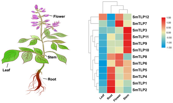 The expression patterns of TLP genes in different S. miltiorrhiza tissues, including leaf, root, flower, and stem.