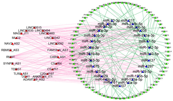 Competitive endogenous RNA network chart: the red triangles represent 22 lncRNAs; the blue triangles represent 29 miRNAs; the green circles represent 73 mRNAs.