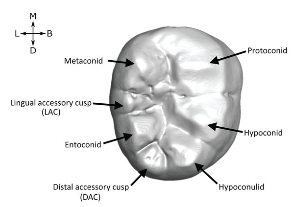 Lower molar cusp layout.