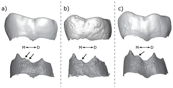  Homo habilis M1s from Olduvai Gorge.
