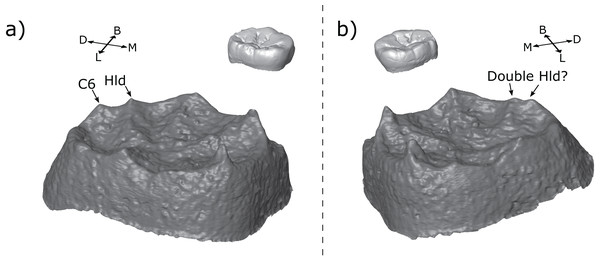 Left and right antimeres of KNM-ER 806 (Homo erectus) third molars.