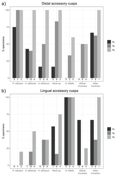 Overall distal and lingual accessory cusp frequencies by tooth type and taxon.