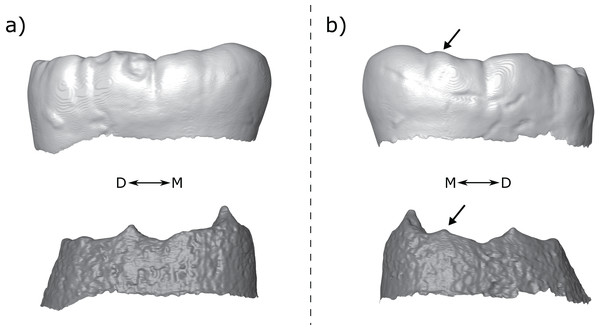 Third mandibular molar antimeres of KNM-ER 806—Homo erectus.