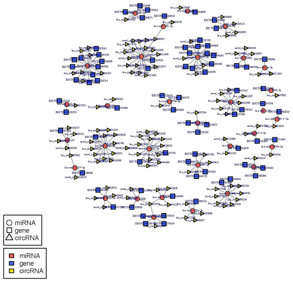 miRNA-circRNA-mRNA regulatory network: Red circle node represents miRNA, blue rectangle represents mRNA, and yellow triangle represents circRNA.