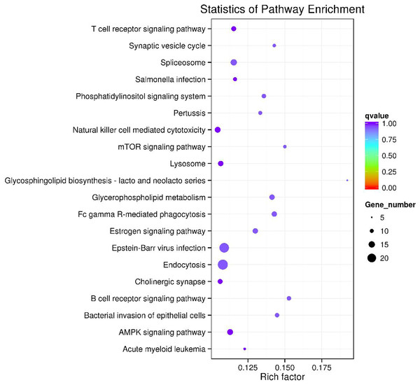 The top 20 enriched KEGG pathways of key circRNA in ceRNAs.