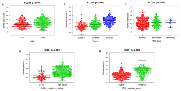  Correlation analysis with clinicopathologic characteristics of PLOD1 in glioma.