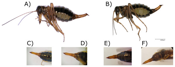 Images of Boreus females and their ovipositors.