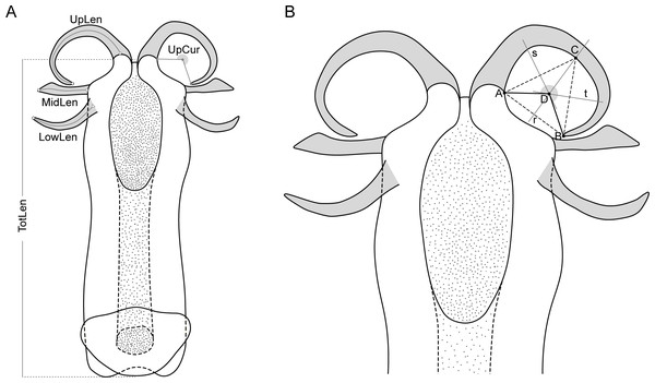 Schematic representation of the aedeagus of Philaenus with morphometric characteres measured.