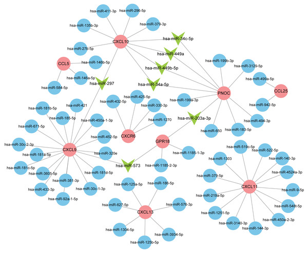 Interaction network between hub genes and miRNAs.