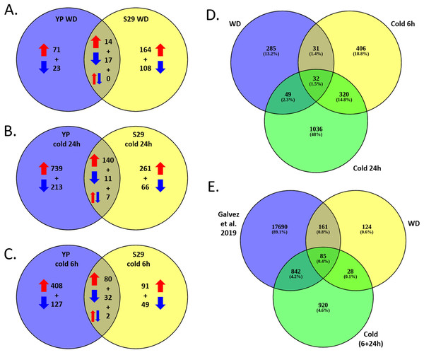 (A–C) Venn diagrams for cv. S29 and cv. YP lists of DEGs corresponding WD (A), long cold (B), and short cold (C) conditions. Red arrows are for up-regulation, blue arrows are for down-regulation. (D) Venn diagrams for WD, short cold stress 6 h, long cold stress 24 h lists of DEGs. (E) Venn diagrams for WD and cold lists of DEGs and a lists of DEGs obtained in (Gálvez et al., 2019).