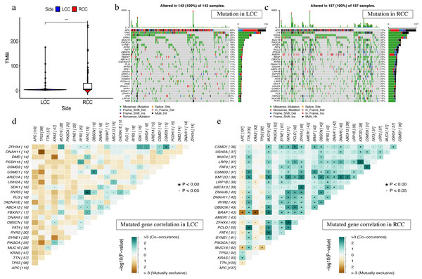 The landscape of single gene mutation in LCC and RCC.