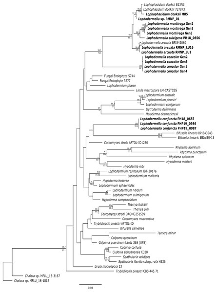 Maximum likelihood phylogeny depicting phylogenetic relationships of Lophodermella species within Rhytismataceae based on three gene regions including the internal transcribed spacer (ITS), large ribosomal subunit (LSU) and translation elongation factor 1-alpha (TEF1a).