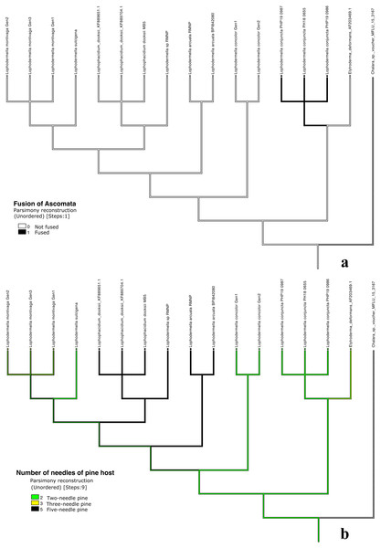 Morphological characters mapped onto Bayesian ITS phylogenetic tree with the parsimony ancestral reconstruction method using Mesquite v.3.6.