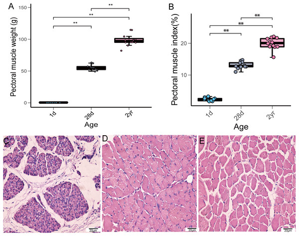 Pectoral muscle weight and H&E staining at the different age stages of pigeons.