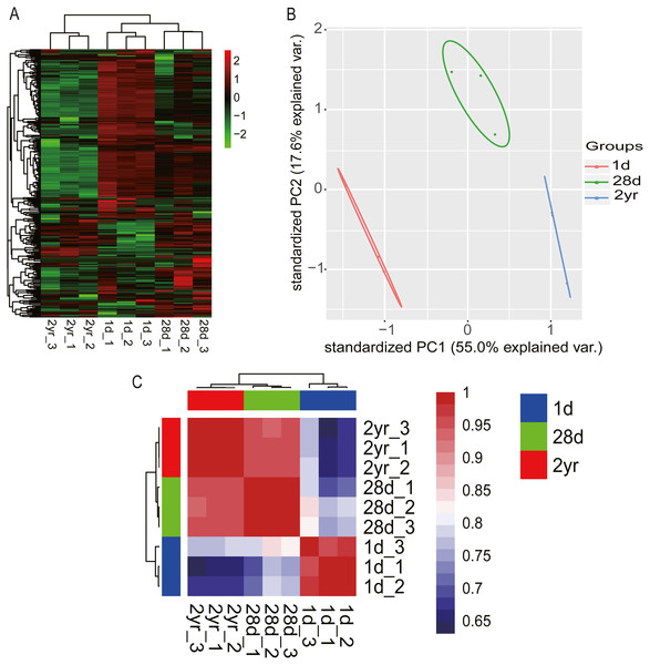 miRNA transcriptome profiles in pigeon pectoral muscle across different age stages.