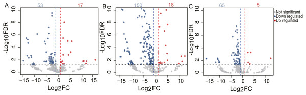 Volcano plot of the DE miRNAs between two different age groups.