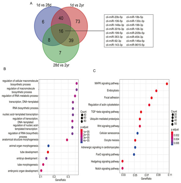 Go and KEGG enrichment analysis for 16 common differentially expressed miRNAs in pectoral muscle during pigeon development.