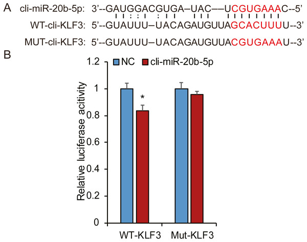 Cli-miR-20b-5p directly targets pigeon KLF3.