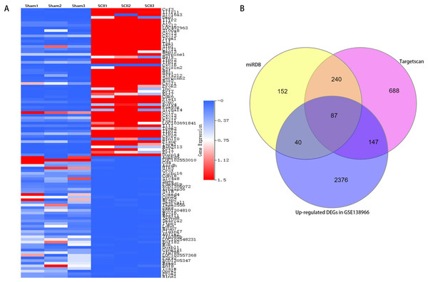 A clustered heatmap of top 50 upregulated and downregulated DEGs in GSE138966 (A). Blue color signifies low expression; red color signifies high expression. Venn diagrams of potential miR-9 target genes (B).