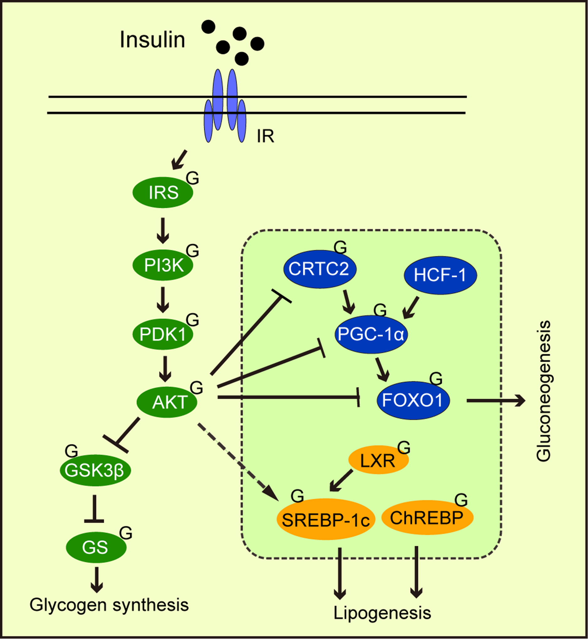 O-GlcNAcylation is a key regulator of multiple cellular metabolic 