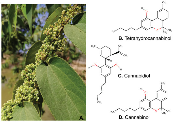 The inflorescence of Trema orientalis (A) and major cannabinoids structure; Tetrahydrocannabinol (B), Cannabidiol (C) and Cannabinol (D) were found in inflorescence fractions.