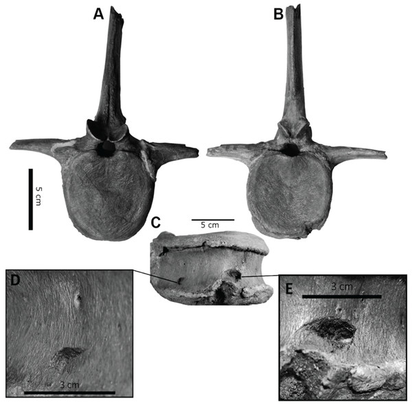 Punctured caudal vertebra of BMR P2007.4.1.
