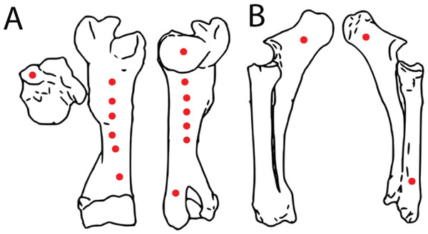 Spatial maps showing experimental indentation locations on bovine long bones.