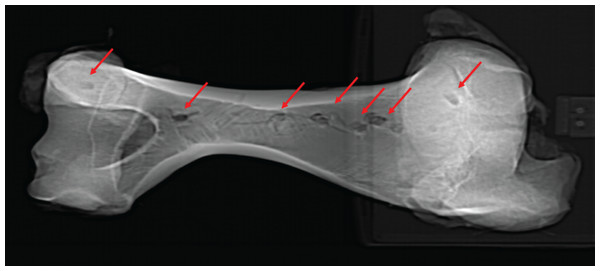 Computed tomographic image of bovine right humerus post-indentation.