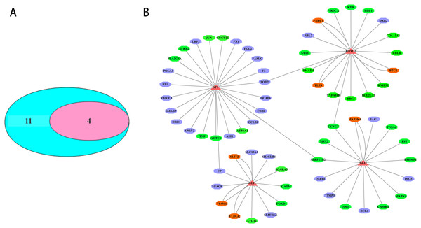 Transcription factor analysis of key DEmiRNAs target genes in SCII.